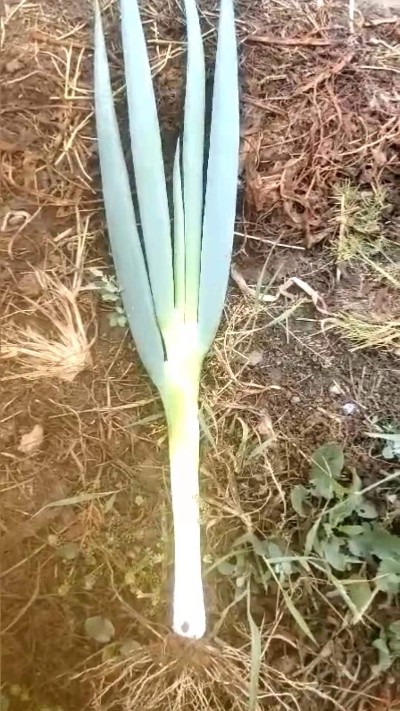 山西運城30畝鋼蔥出售