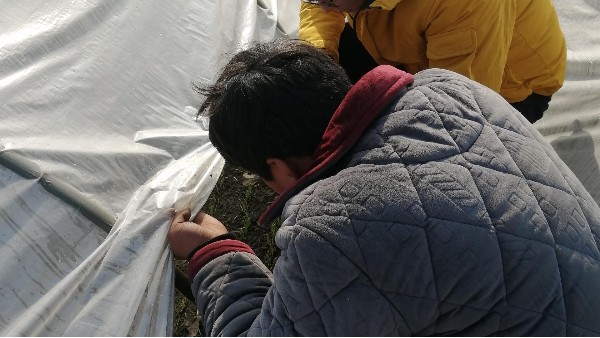 河南省新鄉輝縣40畝鋼蔥合作案例