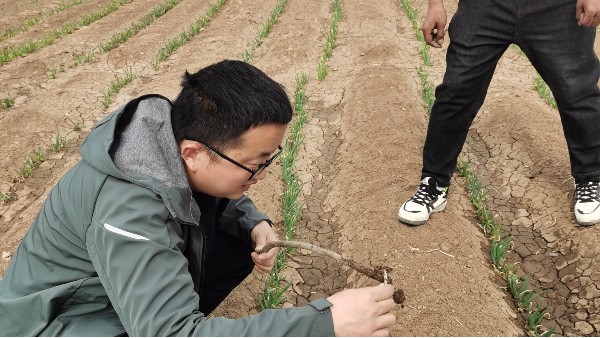 河南焦作博愛70畝二代鋼蔥合作案例