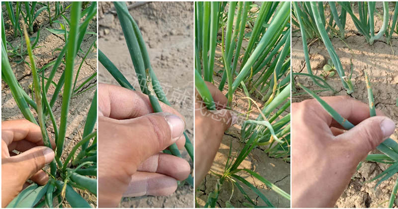 蔥苗苗床病蟲害