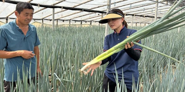 夏丹丹：赤誠丹心照蔥田