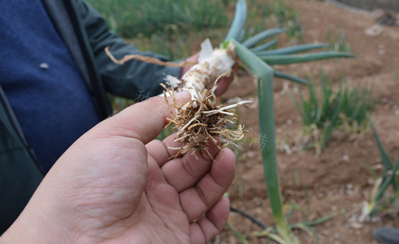 地蛆啃咬大蔥根系