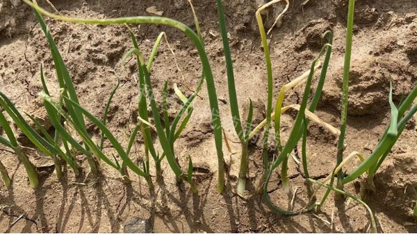 陜西寶雞李先生蔥苗病害防治技術支持