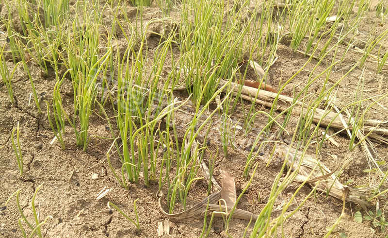 苗黃苗弱技術包使用后