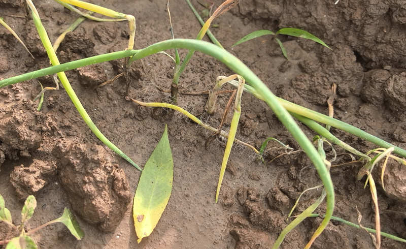大水淹過的蔥苗