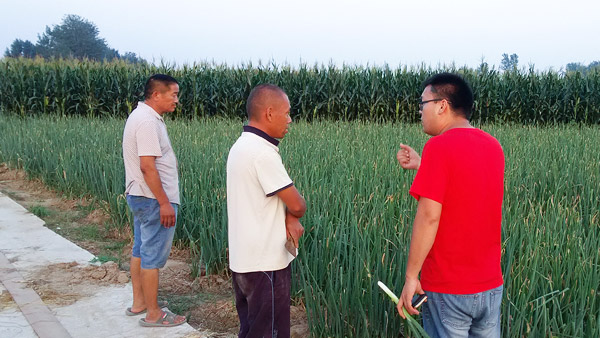 蔥滿滿為楊老板困擾多年大蔥前期漚根的情況給解決了