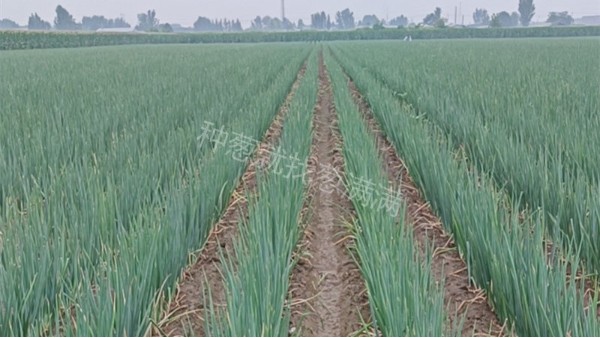 河北邢臺鋼蔥種植案例