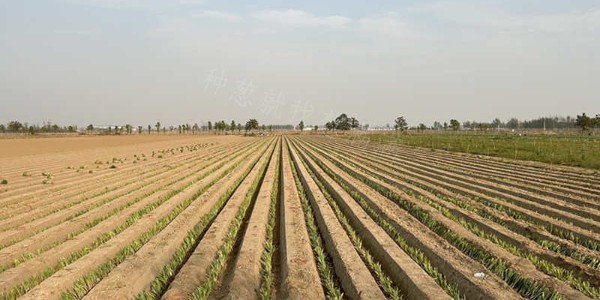 蔥滿滿新鄉種植公司小拱棚蔥移栽現場