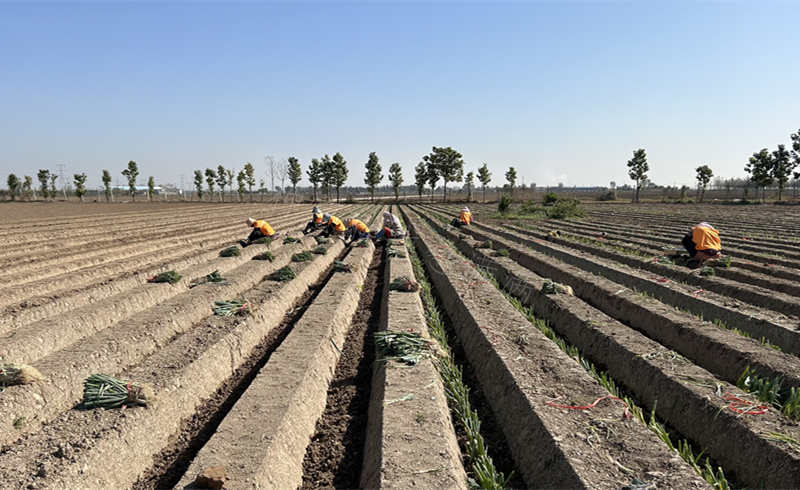蔥滿滿基地移栽現場