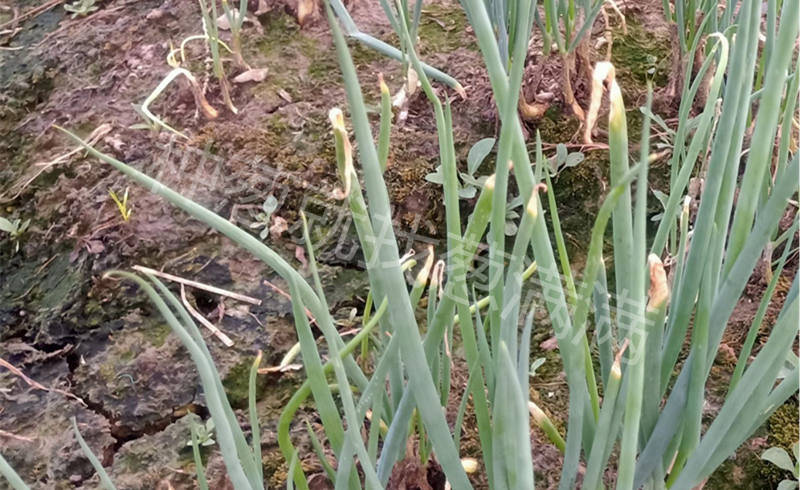 病毒病實(shí)拍圖