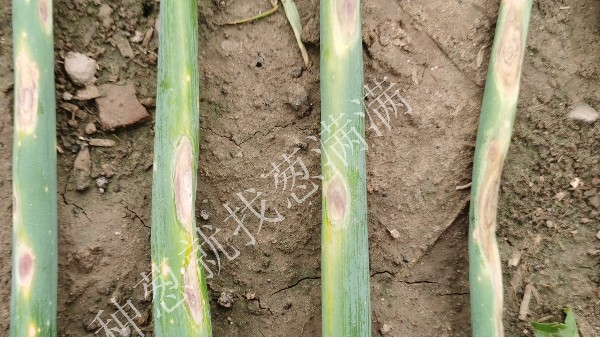 大蔥種植對癥下藥，正確區(qū)分各種病害。