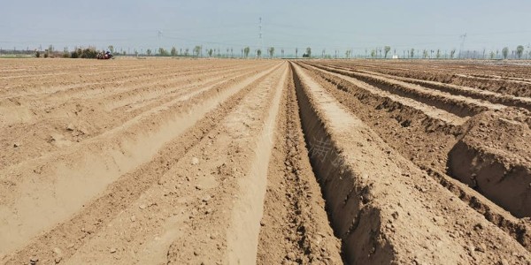 直擊蔥滿滿基地大規(guī)模機(jī)械化移栽現(xiàn)場