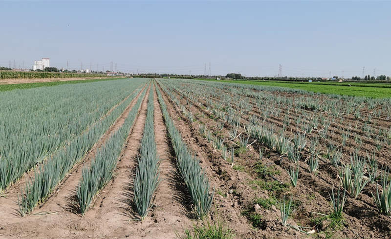 不同蔥田不同管理對比