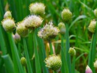 大蔥抽薹的原因及防治措施