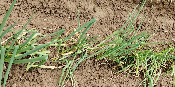 大蔥種植重茬的危害及應對措施