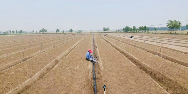 蔥滿滿官方合作育苗公司:科豐種苗育苗播種現(xiàn)場