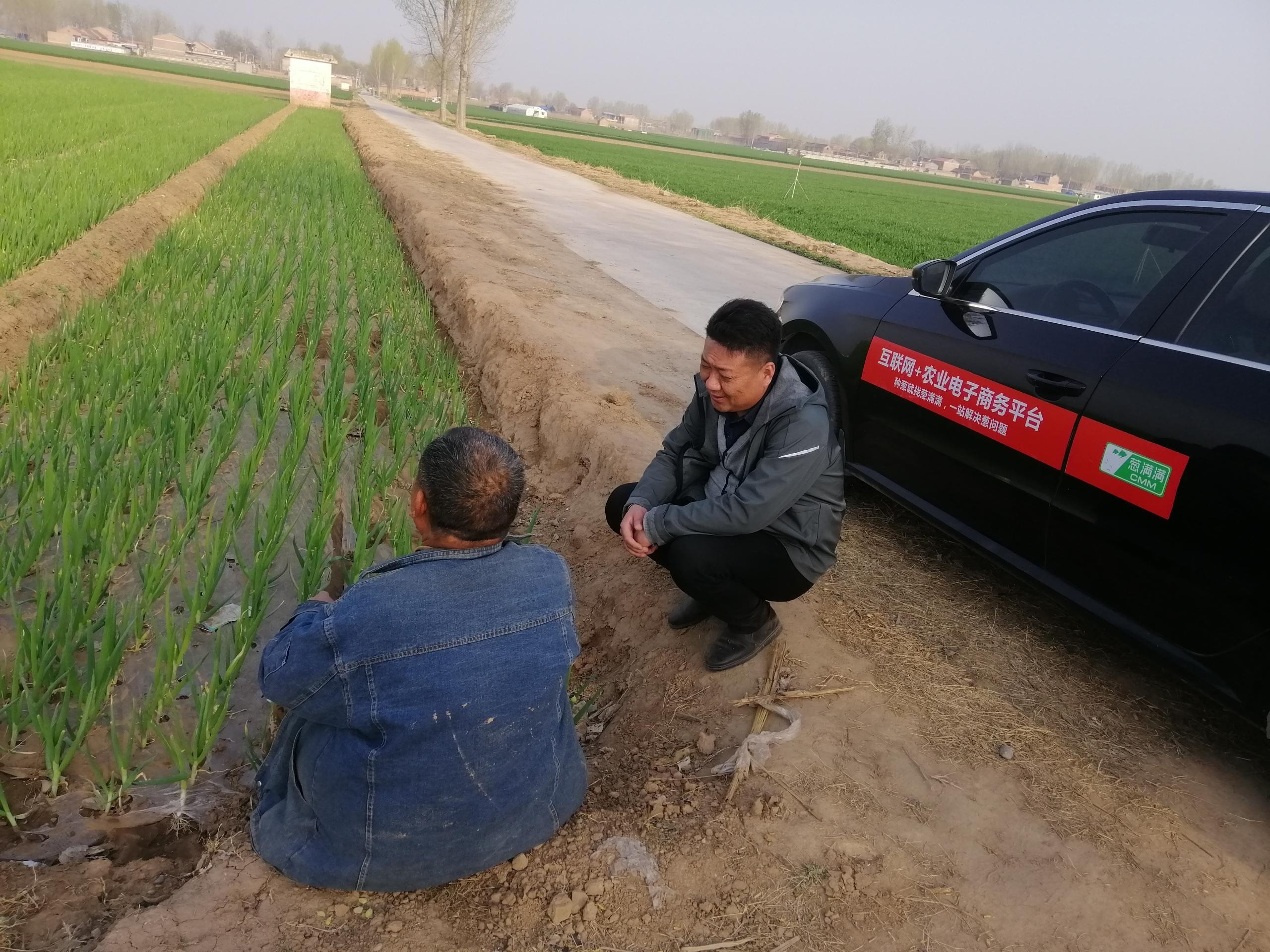 大蔥重茬怎么辦？如何解決大蔥重茬問題？