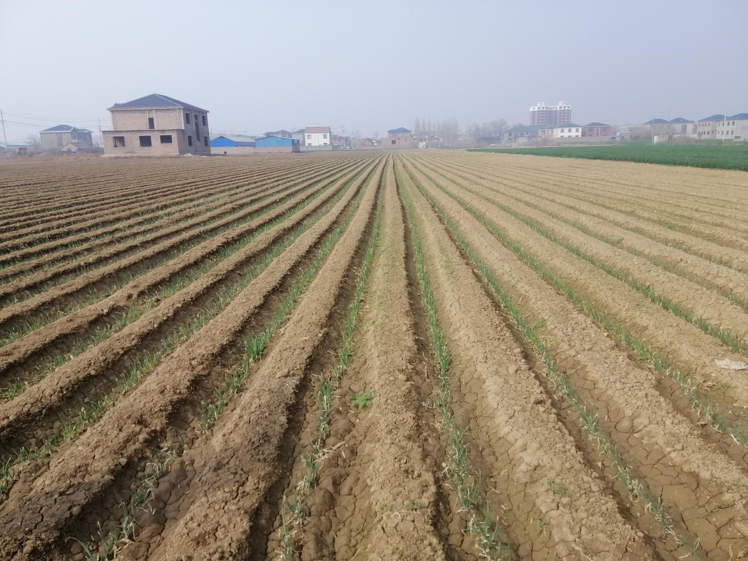 大蔥種植技術(shù)