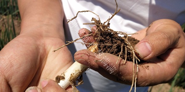 大蔥根腐病