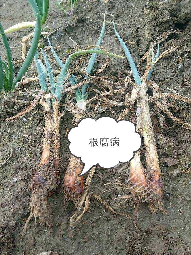 大蔥根腐病