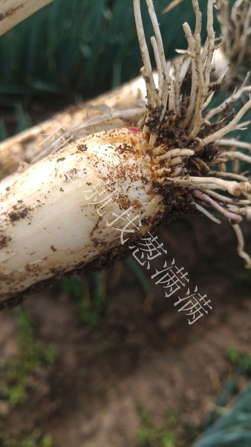 大蔥根腐病