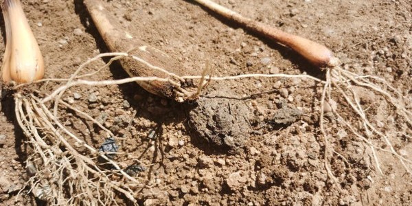 雨后高溫來襲您的大蔥做好病害預防了嗎