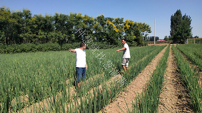蔥滿滿淺析大蔥種植如何收獲大蔥，有哪些注意事項