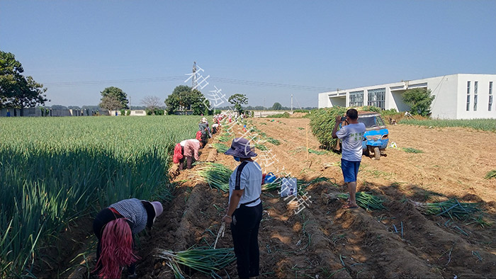 蔥滿滿教您種植大蔥的一些具體方法