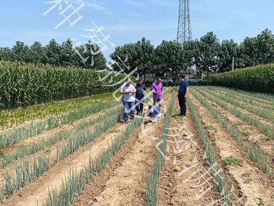 蔥滿滿技術指導：大蔥種植技術