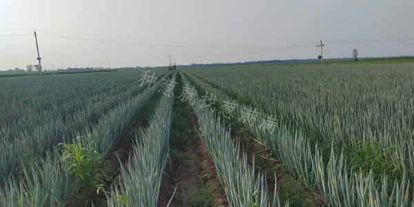 蔥滿滿祝愿您元旦快樂