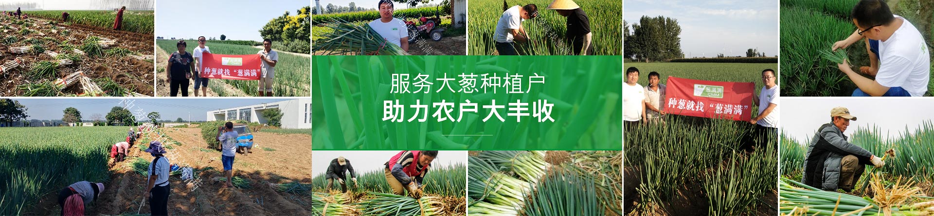 蔥滿滿助力農(nóng)戶大豐收