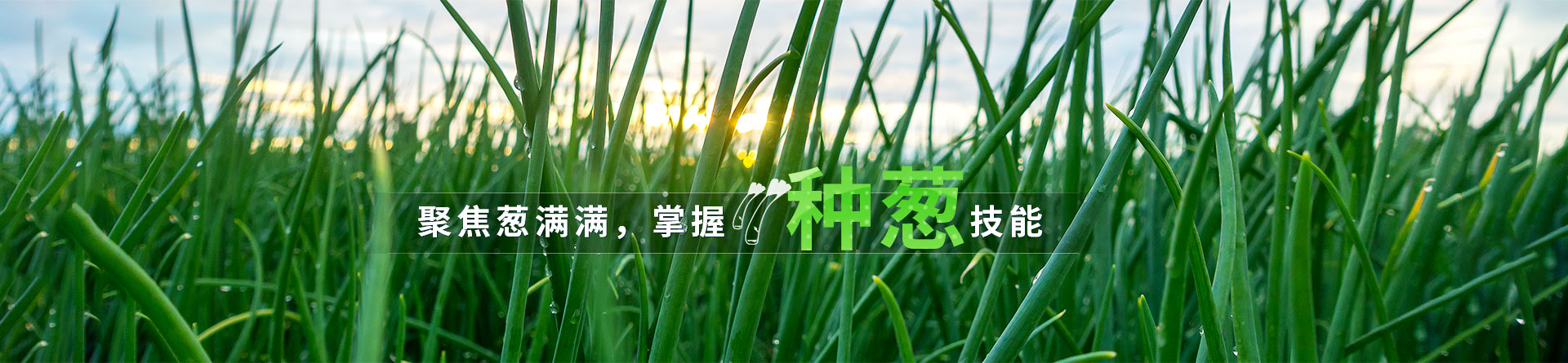 聚焦蔥滿滿,掌握種蔥技能