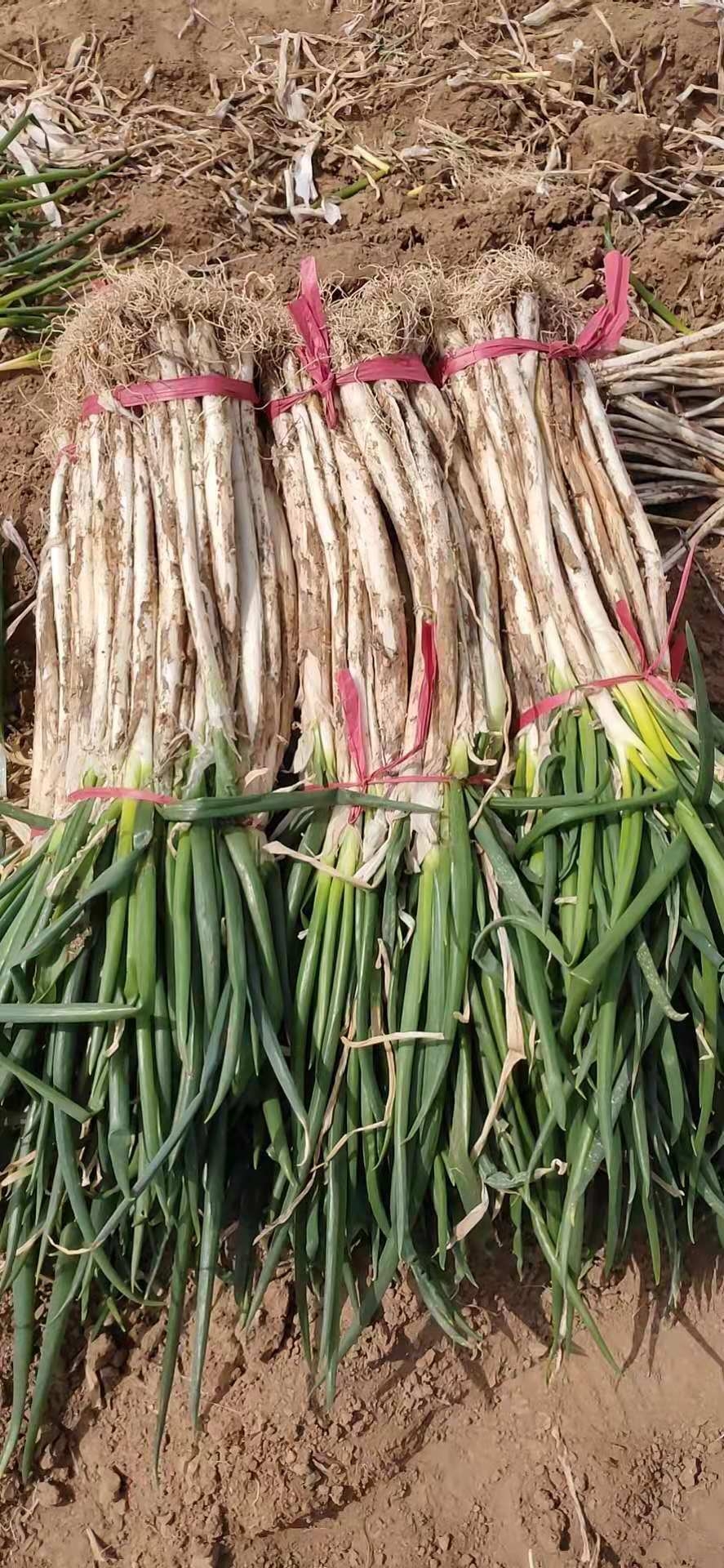 陜西長白蔥出售