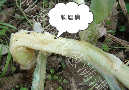 大蔥軟腐病