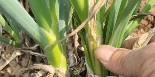 大蔥開褲年年有,今年為啥格外多