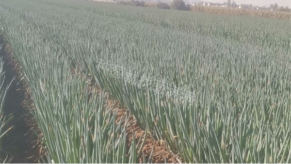 河南鶴壁長白蔥鋼蔥種植案例