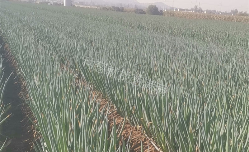 李國章蔥田實拍