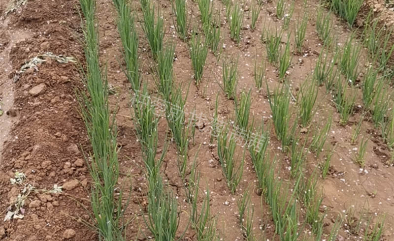 李先生蔥苗苗床實拍
