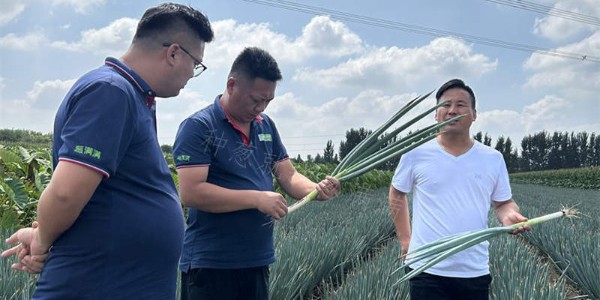 想種大蔥又不懂管理?蔥滿滿助您種好蔥