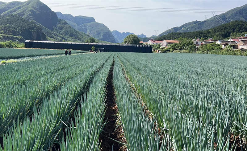 蔥田實(shí)拍圖