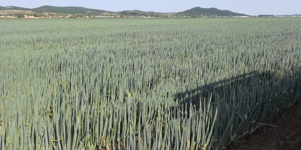 大蔥品種：美白一號在內蒙古通遼地區種植表現