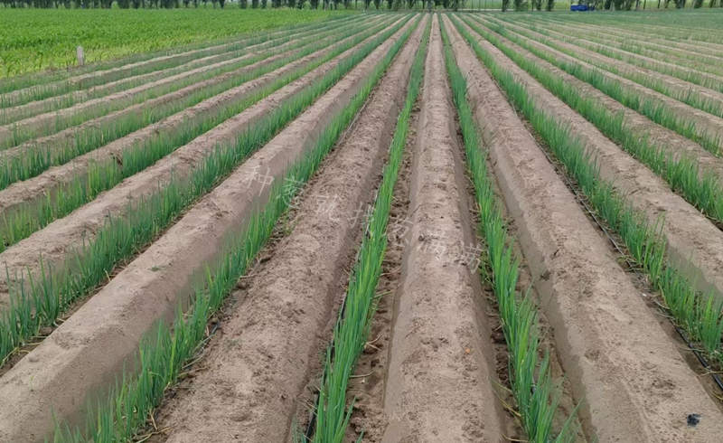 通遼美白一號(hào)實(shí)拍