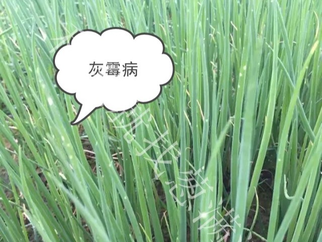 大蔥灰霉病怎么預防？大蔥灰霉病爆發怎么辦？