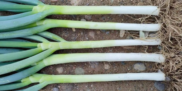 美白二號在山東汶上地區的雨后表現