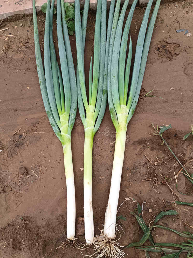 美白2號成蔥實拍