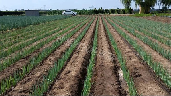 山東青州鋼蔥施肥提產案例