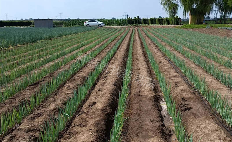 山東青州蔥田實拍