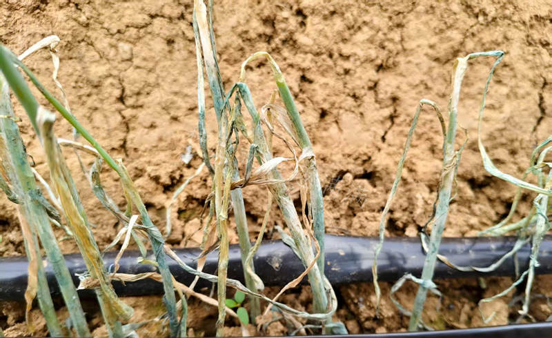 蔥苗移栽后沒有澆上水