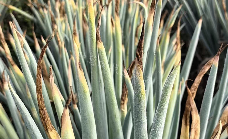 霜霉疫病混合發生