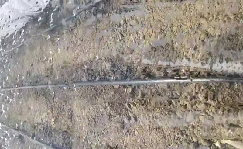 小拱棚育苗蔥苗實拍